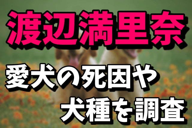 渡辺満里奈の愛犬の死因が衝撃！気になる犬種は？